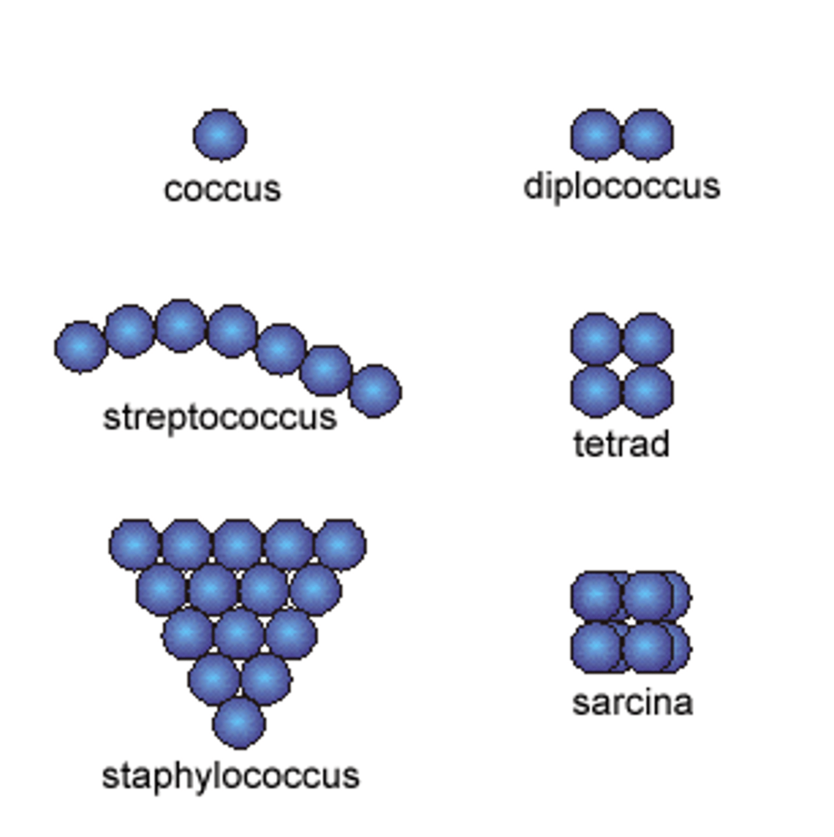 <p>- Pneumonia (diplococcus)<br>- Gonorrhea (diplococcus)<br>- Strep Throat (chain)<br>- Non-pathogenic (packet)<br>- Food poisoning (cluster)</p>