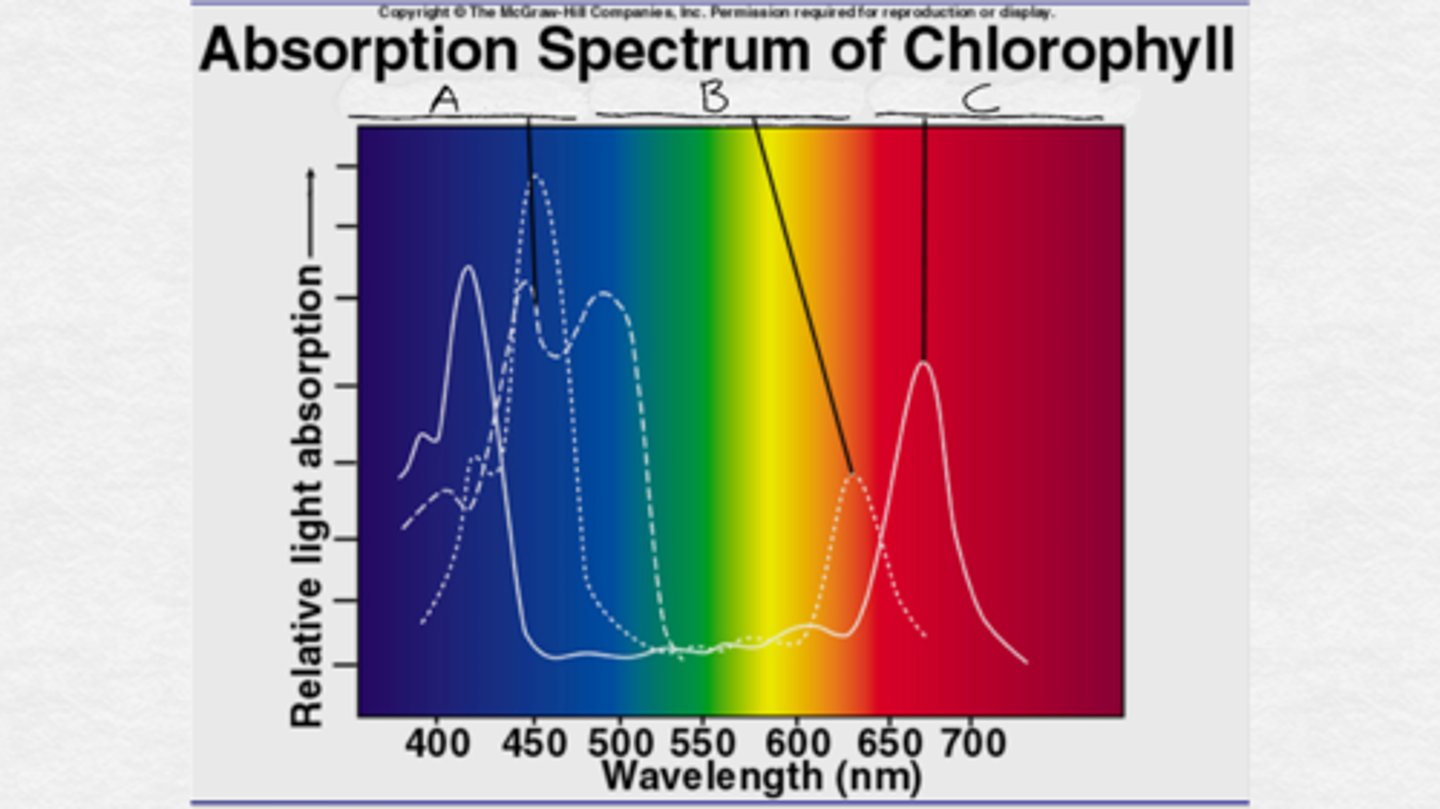 <p>Label the pigments A through C.</p>