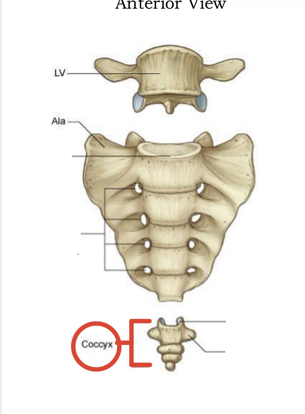 <p><span><span>Coccyx</span></span></p>