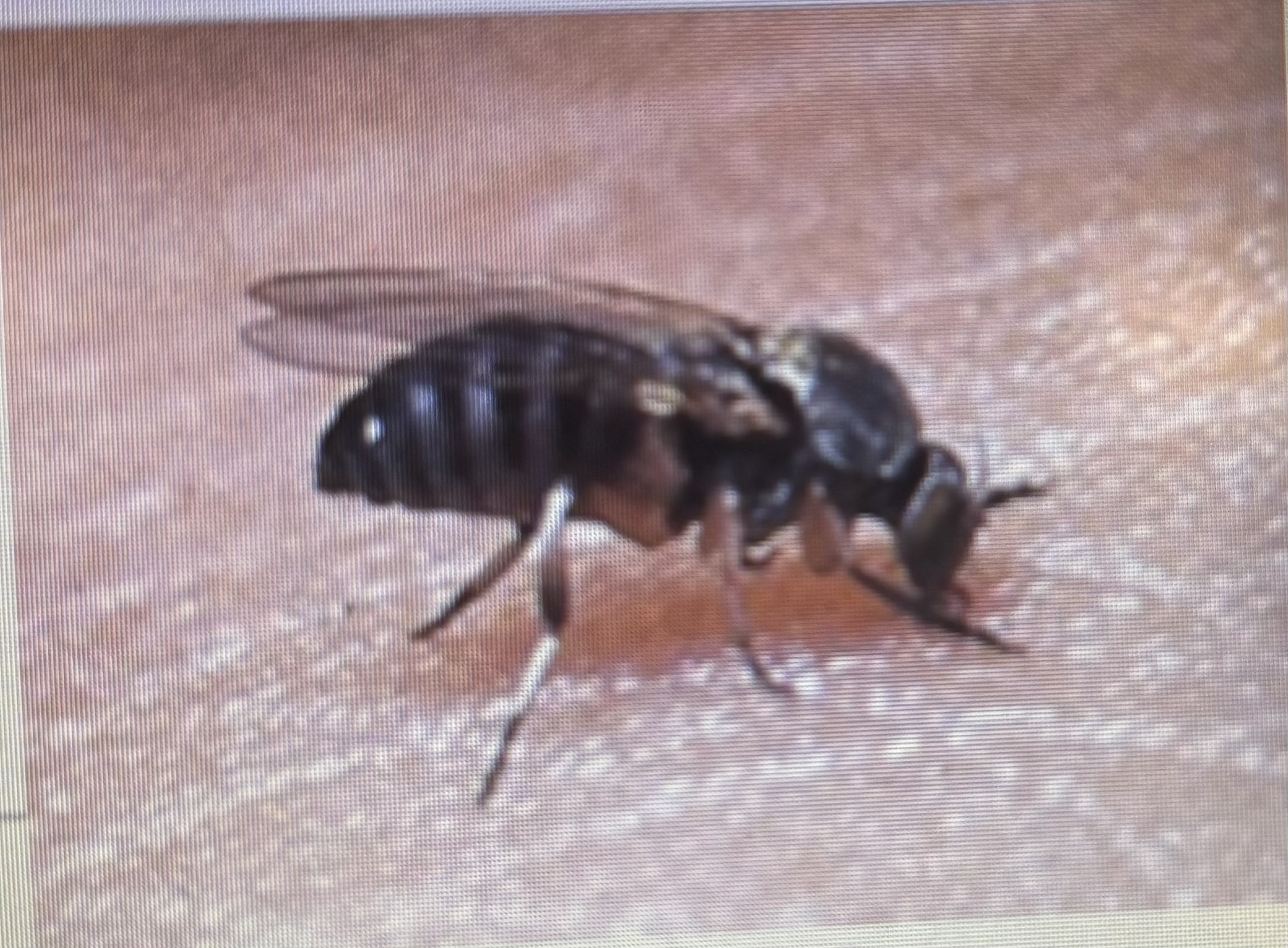 <p>Biting fly</p><p>Lay eggs in well aerated water</p><p>Vector for poultry blood parasite Protozoa leukocytozoon </p>