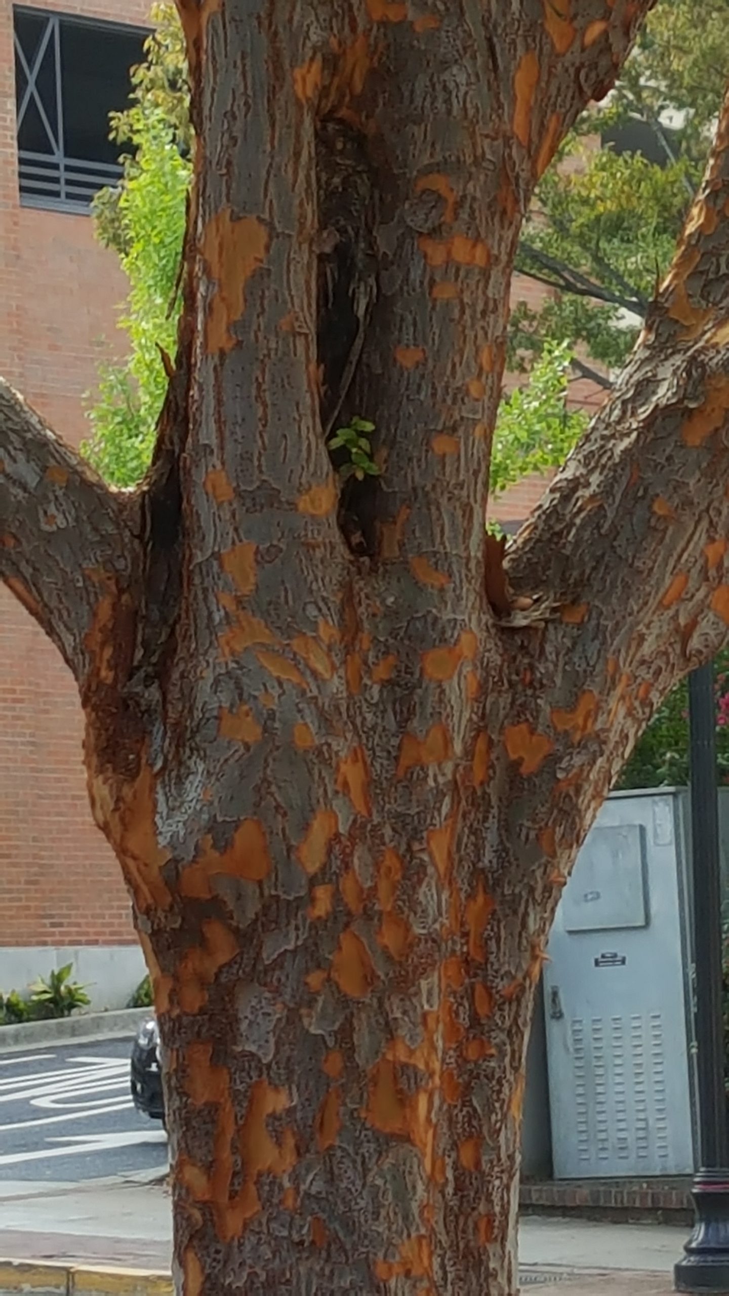 <p>Chinese elm<br>Ulmus parvifolia Ulmaceae</p>