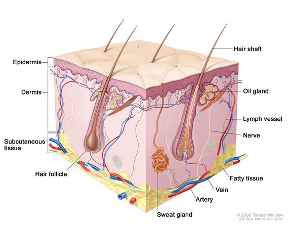 <p>dermis (contains papillary and reticular layer)</p>