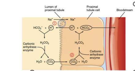 <p>•<strong><em>Extracellular fluid</em></strong> should be at a pH of ___</p><p>•This pH value corresponds to the concentration of H+</p><p>•<strong><em>Buffering</em></strong> reversibly binding H+</p><p>•The major extracellular buffer is the <strong><em>CO2/HCO3- system.</em></strong></p><p>•The kidneys eliminate or replenish hydrogen ions from the body by altering plasma bicarbonate concentration.</p><p>•For example: Reabsorption of bicarbonate leaves little H+ in the tubules, H+ is secreted into the tubule</p>