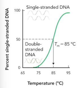 <p>the temperature at which half of the DNA molecules are denatured to single-stranded state, while half of the molecules are double stranded </p>