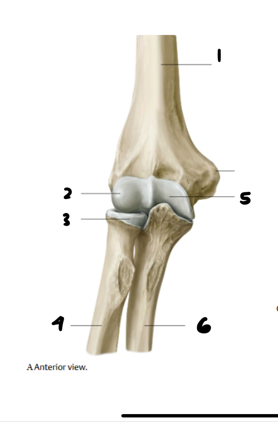 <p>anterior</p>