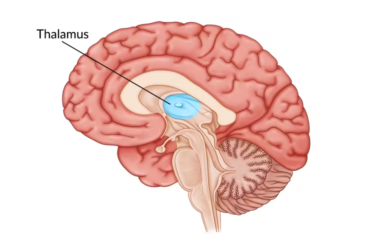 <p><span>a part of the brain that relays sensory and motor information to the cerebral cortex</span></p>