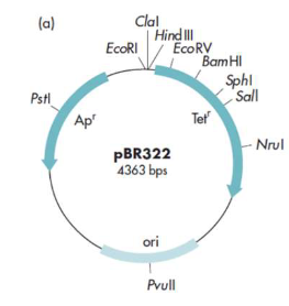 <p>Steps of cloning (YFG) using pBR322</p><p>Must use PstI to cut your gene and plasmid</p>