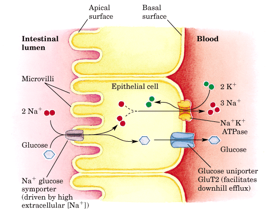 <ul><li><p>a sodium-glucose <strong>symport</strong> will move Na<sup>+</sup> and glucose together into the cell from the intestinal lumen</p></li><li><p>This occurs because of the sodium-potassium pump that moves Na<sup>+</sup> out of the villus epithelial cells, resulting in a low Na<sup>+</sup> concentration in the cell</p></li><li><p>this is considered <strong>facilitated diffusion</strong> because it moves with the Na<sup>+</sup> concentration gradient</p></li><li><p>the <strong>glucose protein channels</strong> will move glucose into interstitial spaces inside the villi and into the capillaries</p></li></ul>