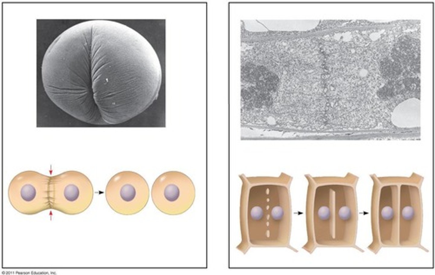<p>By cleavage, forming a cleavage furrow.</p>