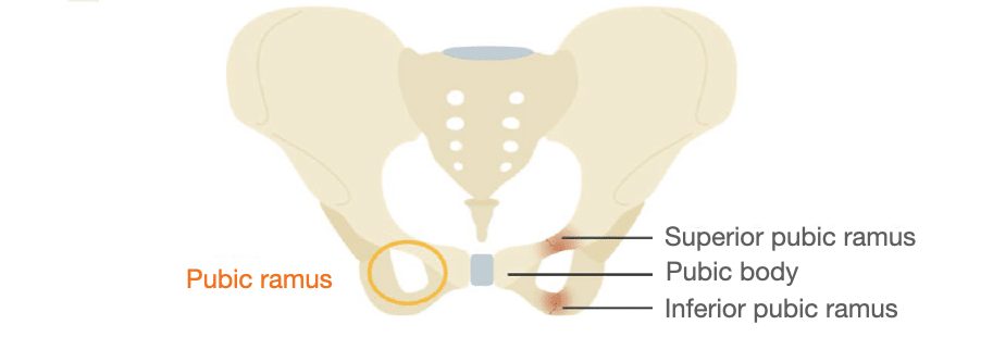 <p><span><span>Superior pubic ramus</span></span></p>