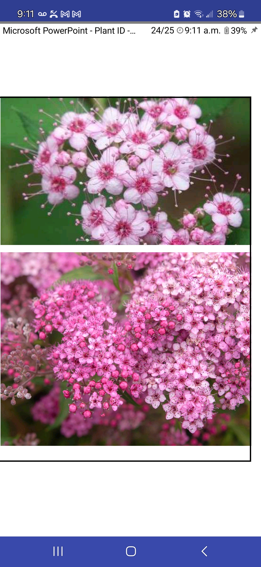 <p>Japanese spiraea</p>
