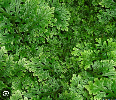 <ul><li><p>lycophyte</p></li><li><p>heterospory</p></li><li><p>microphylls</p></li><li><p>dominant sporophyte</p></li><li><p>has strobili (cones)</p><ul><li><p>but not separate male and female</p></li><li><p>micro and megasporangium are housed in same cone</p><ul><li><p>= selginella more likely to self-fertilize</p></li></ul></li></ul></li><li><p>swimming sperm</p></li></ul>