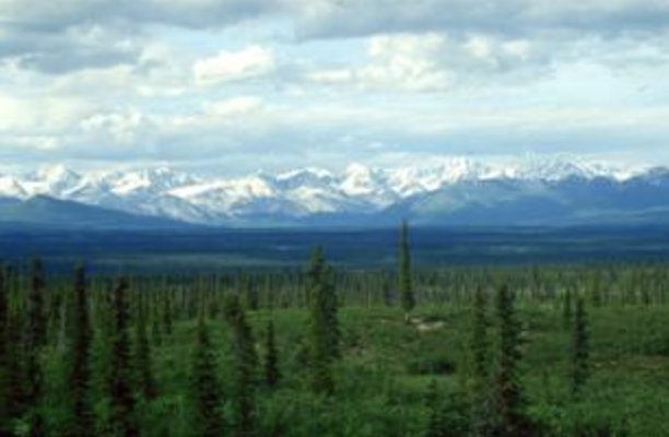 <p>The taiga biome that covers most of Alaska is pictured above. Which of the following only lists biotic factors that can be found in this ecosystem?</p>