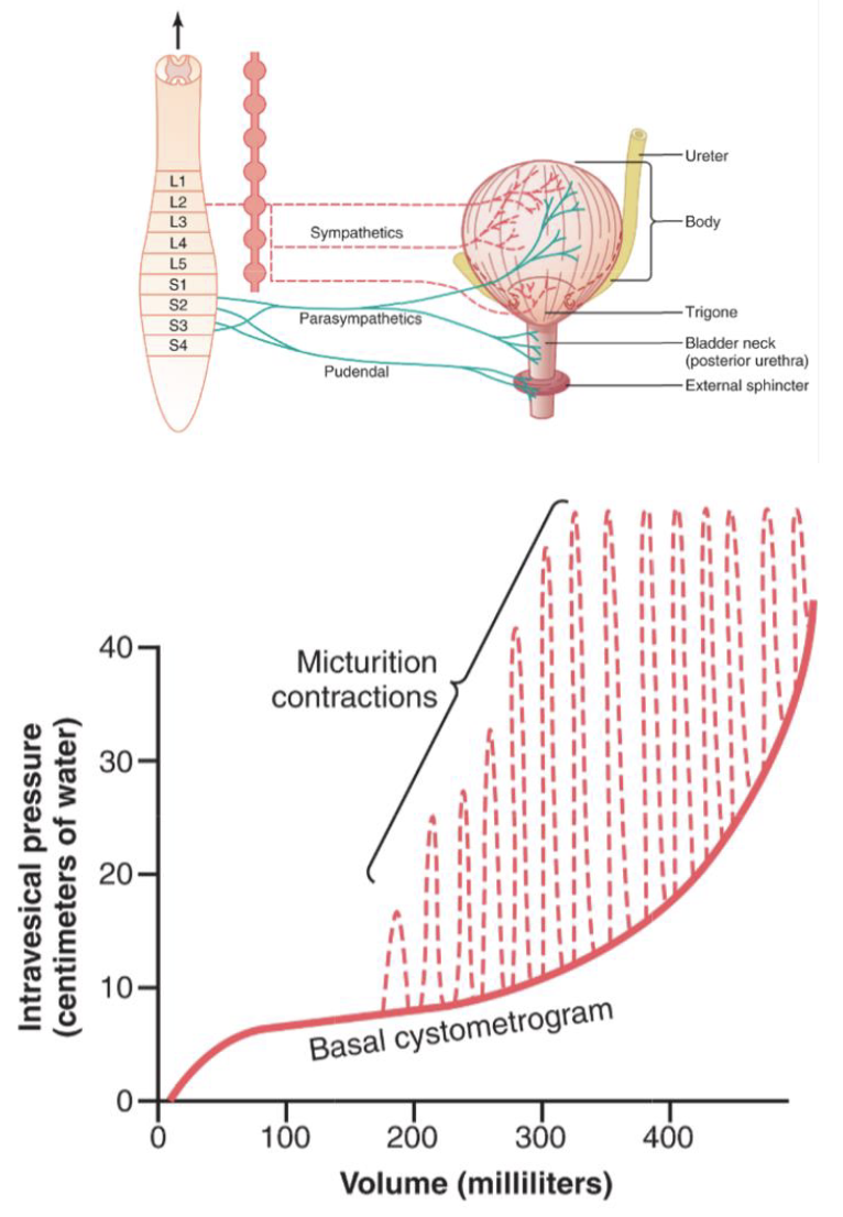 <ol><li><p>progressive and rapid increase of pressure</p></li><li><p>a period of sustained pressure</p></li><li><p>return of the pressure to the basal tone of the bladder</p></li></ol><ul><li><p><span style="background-color: transparent;"><span>once a micturition reflex has occurred but has not succeeded in emptying the bladder, the nervous elements of this reflex usually remain in an inhibited state for a few minutes to an hour or more before another micturition reflex occurs</span></span></p></li><li><p><span style="background-color: transparent;"><span>as the bladder becomes more and more filled, micturition reflexes occur more and more often and more powerfully</span></span></p></li></ul><p></p>