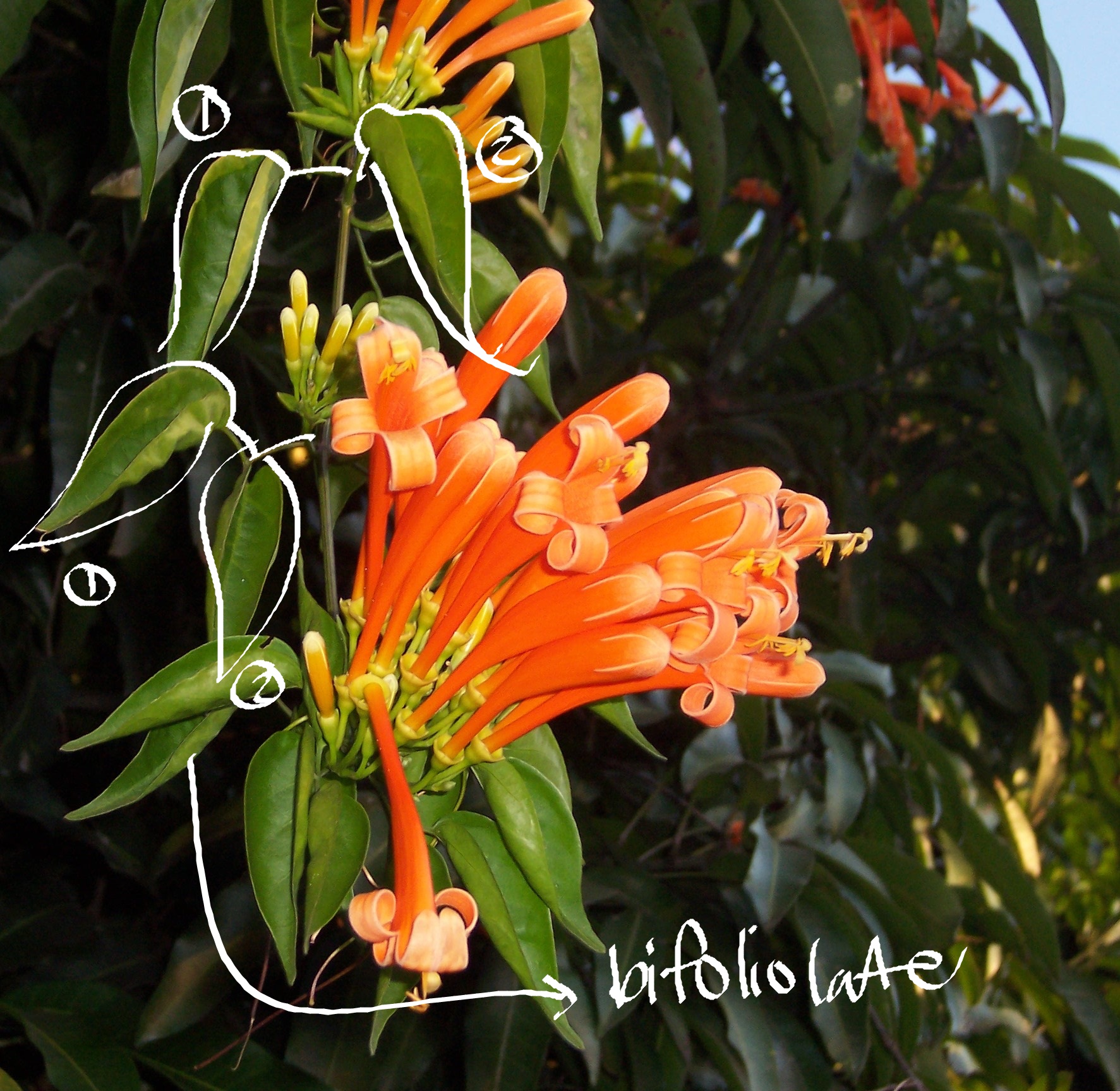 <p>flametree</p>