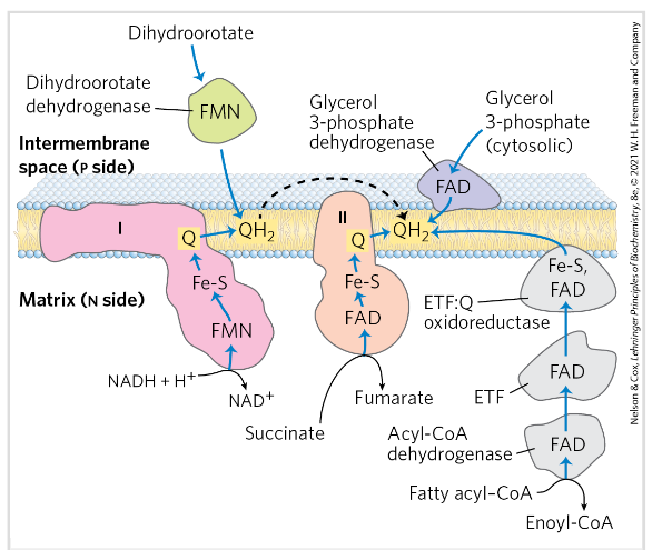 <ul><li><p class=""><strong>Acyl-CoA dehydrogenase</strong> via <strong>ETF (electron transferring flavoprotein) and ETF:Q oxidoreductase</strong> (from β-oxidation),</p></li><li><p class=""><strong>Glycerol 3-phosphate dehydrogenase</strong> (from glycerol metabolism or glycolysis),</p></li><li><p class="">And <strong>dihydroorotate dehydrogenase</strong> (from pyrimidine synthesis).</p></li></ul><p></p>