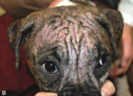 <p>Principal tipo de sarna en perros en América del Norte, por Demodex canis, puede ser generalizada o localizada. También existe D. cati.</p><p>Transmisión por contacto directo, razas puras son más susceptibles.</p><p>Foliculitis asociada a linfocitos, furunculosis, alopecias con costras, escamas y comedones en cara y miembros posteriores.</p><p>Normalmente se da en perros con enfermedades metabólicas o en tratamientos prolongados de corticoesteroides</p>