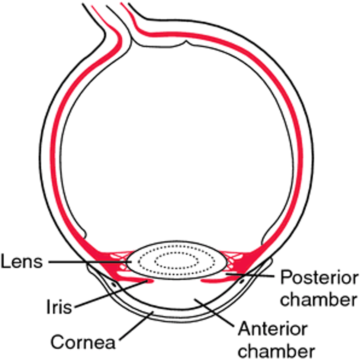 <p>filled with a watery fluid known as the aqueous humor, or aqueous. Produced by a structure alongside the lens called the ciliary body, the aqueous passes into the posterior chamber and then flows forward through the pupil into the anterior chamber of the eye.</p>