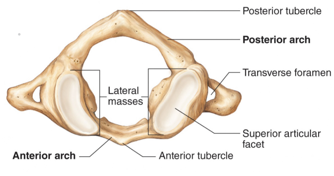 <ul><li><p>supports the skull</p></li><li><p>NO body and spinous process</p></li><li><p>flexion and extension, nodding “yes”</p></li></ul>