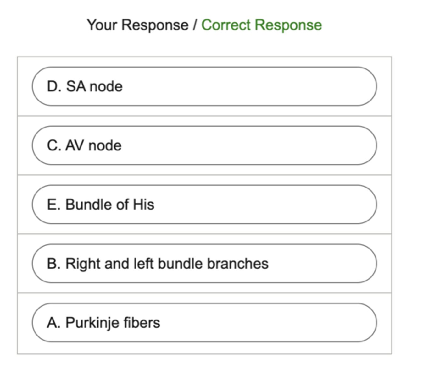 <p>• Impulse begins at SA node</p><p>• Travels to R/L atria causing atrial contraction</p><p>• Continues through Bundle of His</p><p>• Divides R bundle branch for RV and L bundle branch for LV</p><p>• Signal spreads through ventricles through Purkinje fibers causing ventricles to contract</p>