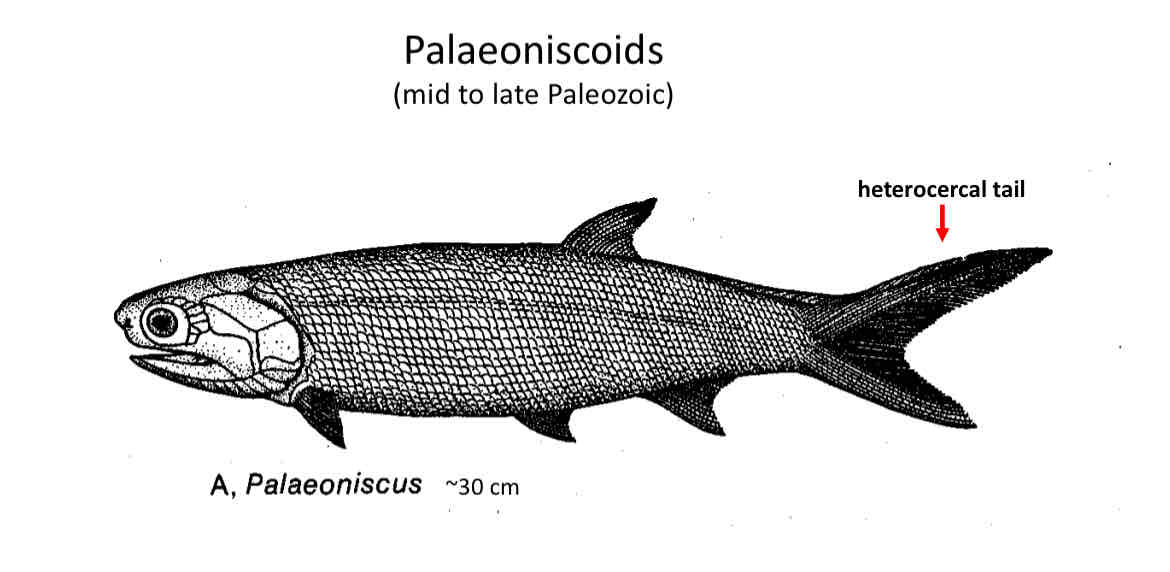 <p>Palaeonisciformes</p>