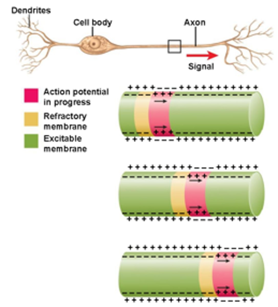 <p>-unmyelinated fibers have voltage-gated channels along their entire length</p><p>-Action potential at the trigger zone causes Na+ to enter the axon & diffuse into adjacent regions</p><p>-Depolarization opens voltage-gated channels, creating a new action potential. Creating a chain reaction until nerve signal reaches the end of the axon or synapse.</p>