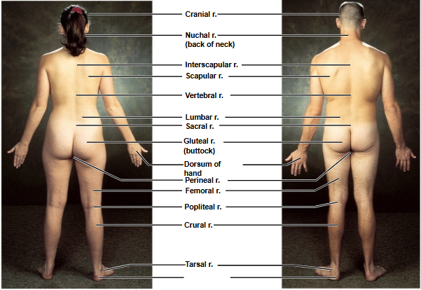 <p>Based on this posterior view, what is this region?</p>