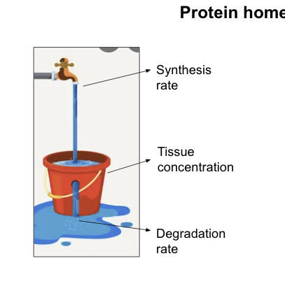 <p>are controlled to maintain physiological levels and function</p><ul><li><p>homeostatic mechanisms adjust these rates to achieve production = consumption to maintain a physiological concentration required for life</p></li></ul><p></p>