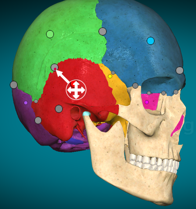 <p>Squamous suture: Separates parietal bone and occipital bone from temporal bone</p>