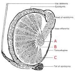 <p>Label A, B, and C on this diagram of a testis</p>
