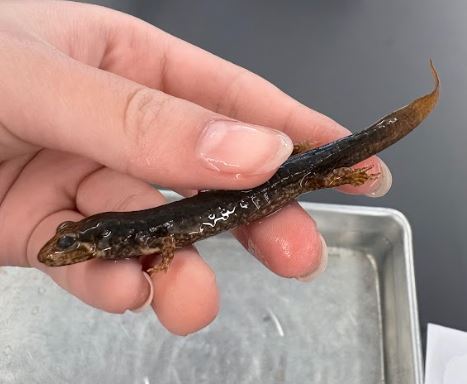 <p>Desmognathus marmoratus. Plethodontidae. </p>