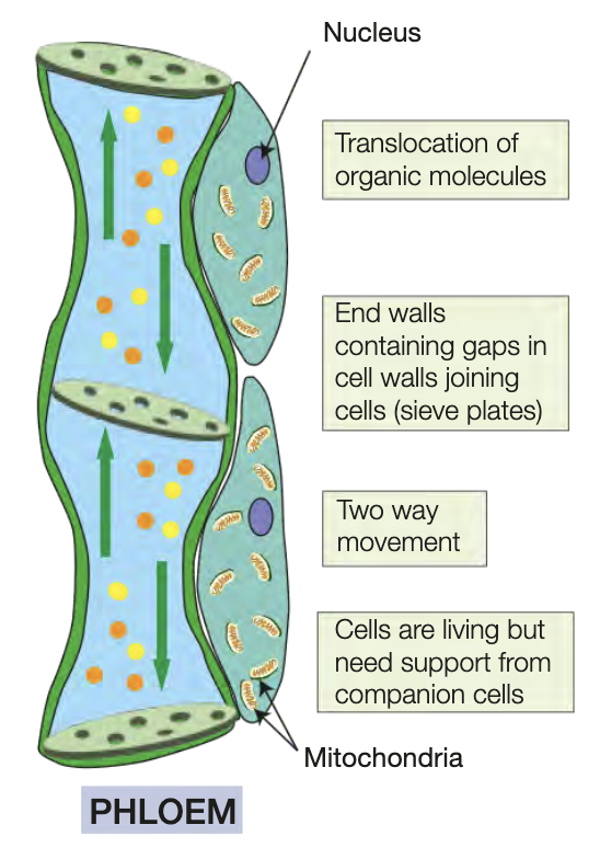 <ul><li><p>transport organic molecules (sucrose, amino acids) synthesised by plant</p></li><li><p>transported to growing parts of plant and to storage organs (e.g. tubers) through <strong>translocation</strong></p></li><li><p>flow of molecules in phloem is bidirectional (up and down tubes)</p></li><li><p>consist of living cells, don’t have nuclei, contain porous sieve plates at either end so cytoplasm is connected and molecules can move thru them</p></li><li><p>transport requires energy - sieve tube attached to one or more companion cells that provide the energy</p></li></ul><p></p>