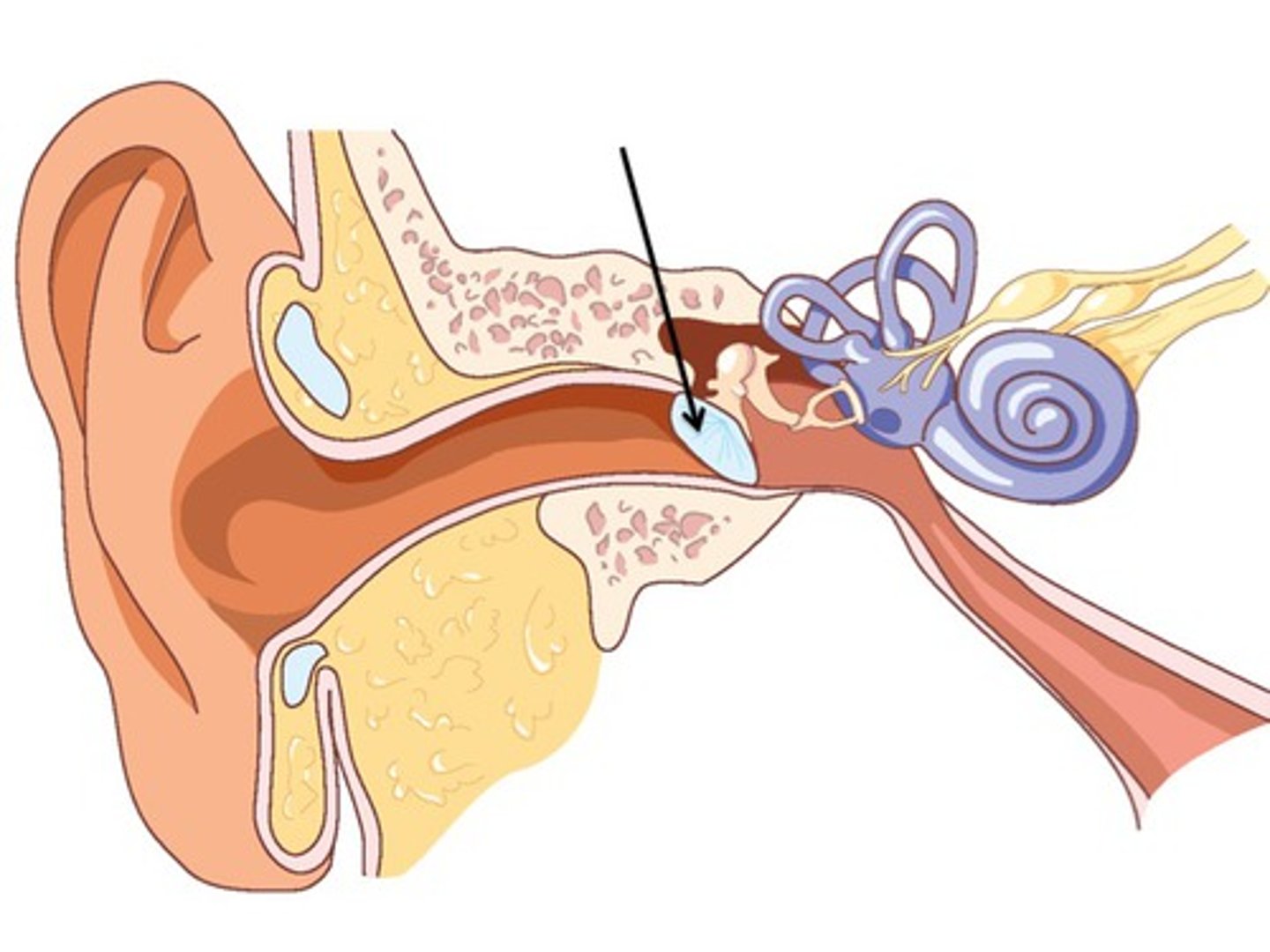 <p>a thin membrane that marks the beginning of the middle ear; sound waves cause it to vibrate</p>