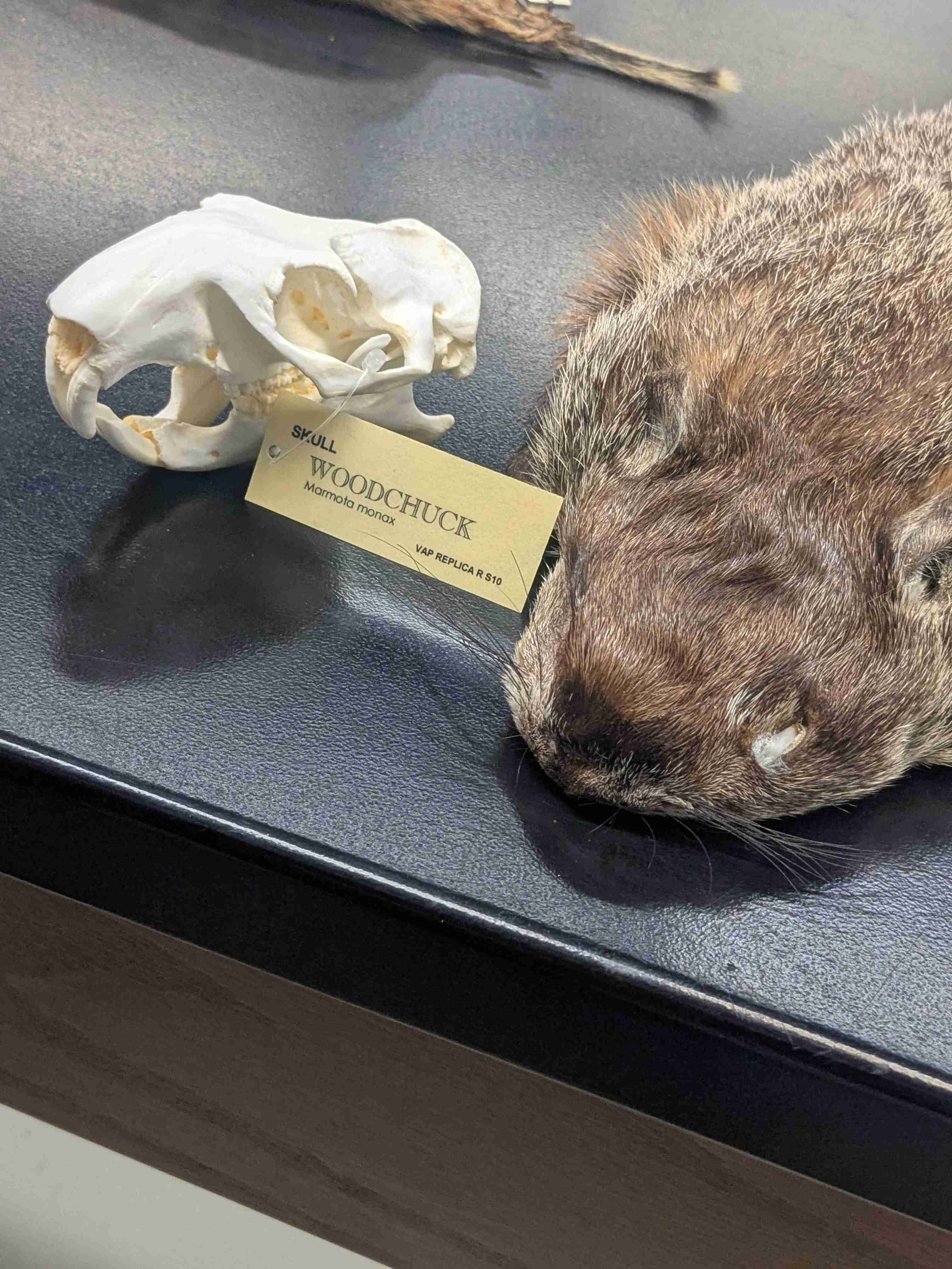 <p>Rodentia: Sciuridae: Marmota monax</p>