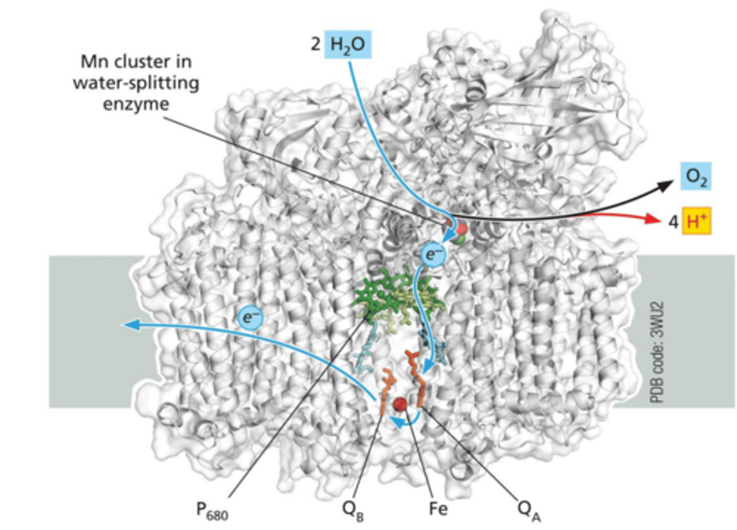 <p>How does PS II accomplish the water-splitting reaction?</p>