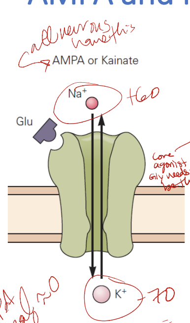 * both AMPA and Kainate
* gated by glutamate
* permeable to Na and K
* excitatory or depolarizing
* reversal potential of \~0 mV
* depolarize = makes more excitable
* AMPAR -- GluA1-4
* agonists: AMPA, glutamate
* antagonists: *CNQX, NBQX, DNQX*
* when AMPA current goes up (+30) → pushes ions outside (K)
* when AMPA current goes down (-30) → pushes ions inside (Na)