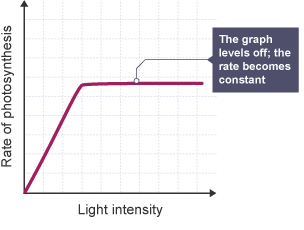 <p>The higher the light intensity, the higher the rate of photosynthesis, until a limiting factor such as temperature occurs</p>