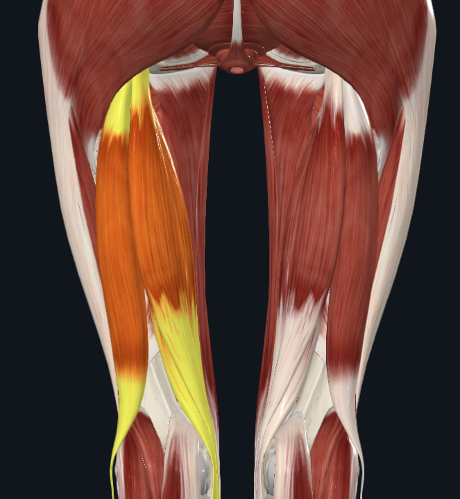 <p>What is the general name for these muscles</p>