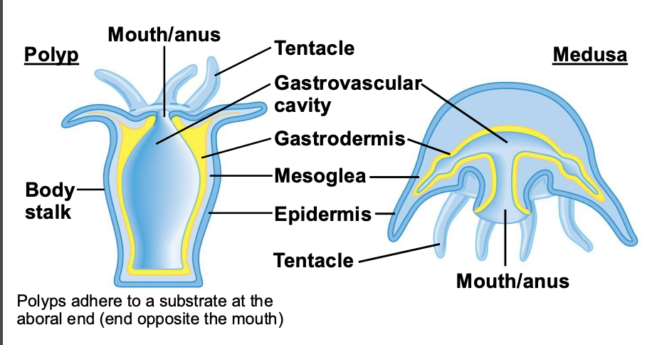 <p>a sessile polyp and a freeswimming medusa.</p>