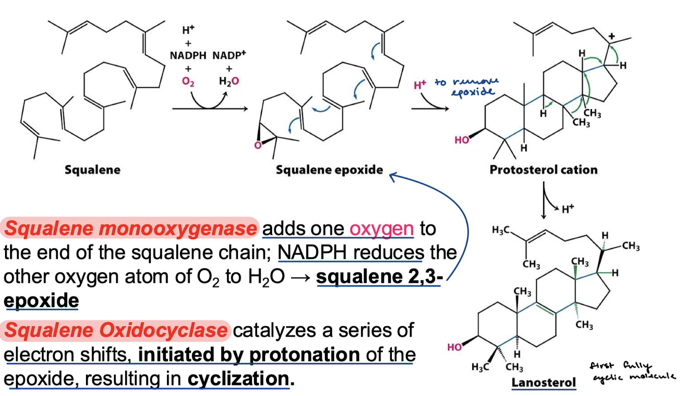 <p>squalene epoxide; lanosterol</p>