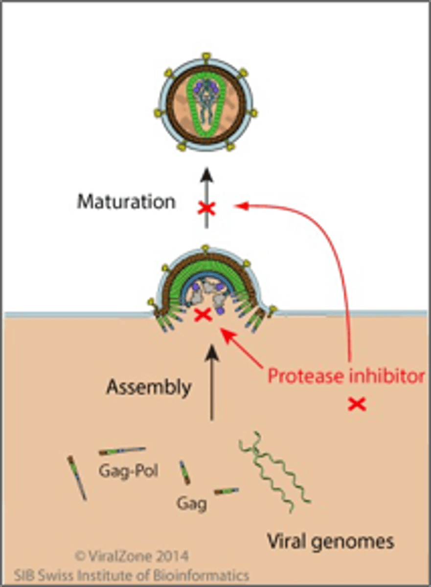 <p>•Prevent viral replication by selectively binding to viral proteases (e.g. HIV-1 protease) and blocking proteolytic cleavage of protein precursors that are necessary for the production</p>