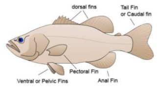 <p>Dorsal, caudal, anal</p>