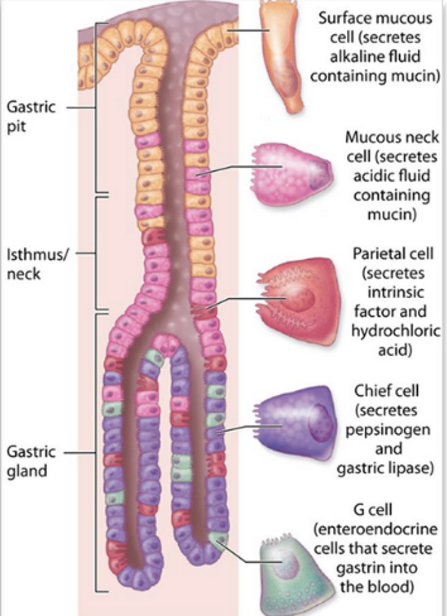 <p>the main site of G Cells</p><p>- produce the GI hormone Gastrin</p>