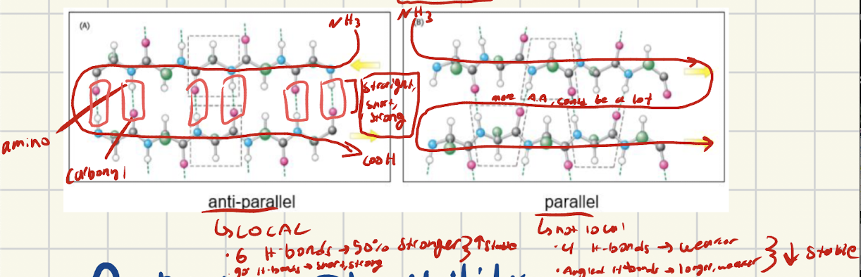 <p>Two chains lined up in same direction</p><ul><li><p>Both start with NH3 (amino on same side) and run parallel to each other</p></li></ul><p></p>