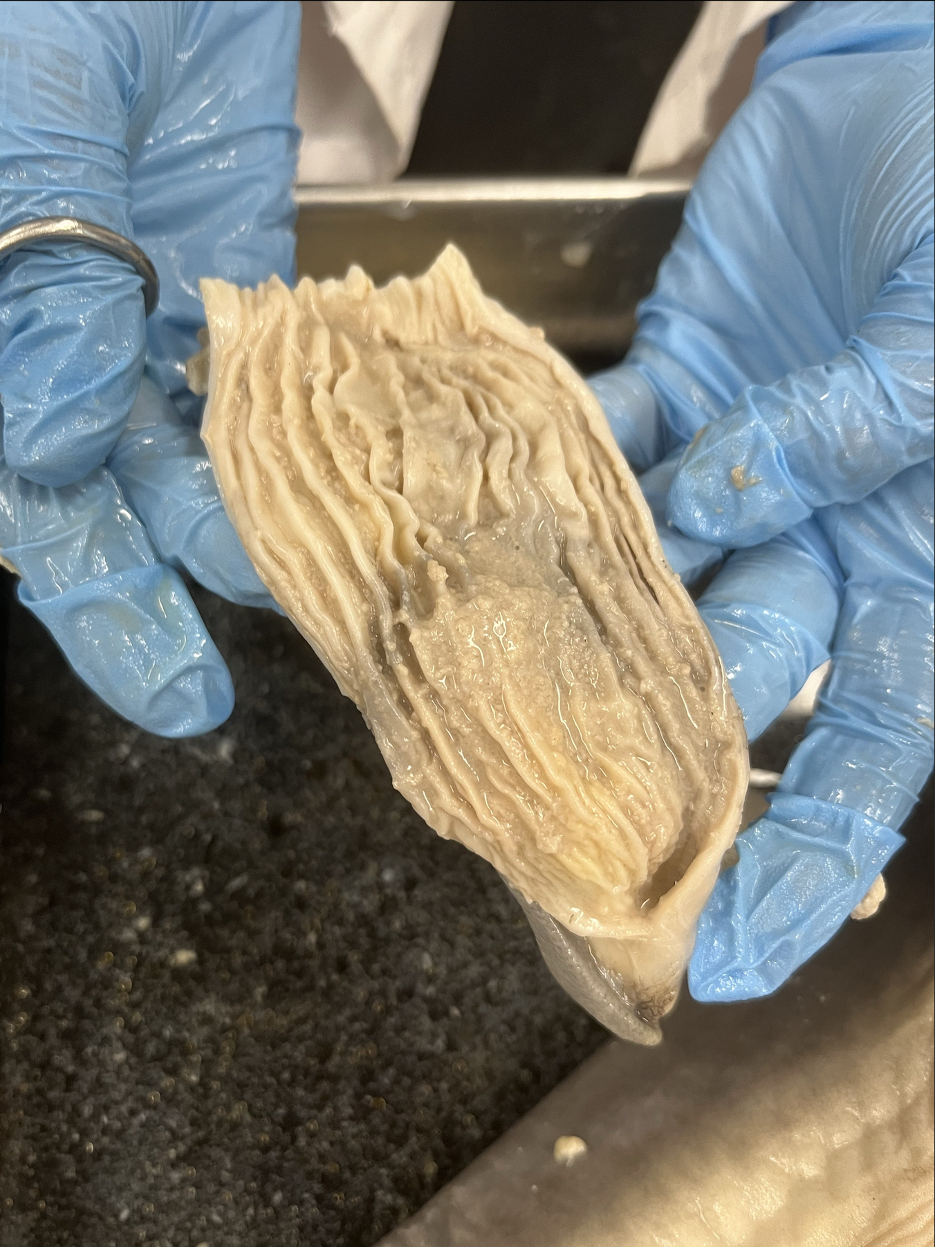 <p>what specimen is this?</p><p>what is seen in this image</p>