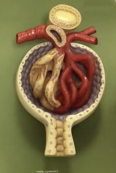 <p>Description: Enlarged region of nephron containing the glomerulus and glomerular capsule</p><p>Function: N/A</p>