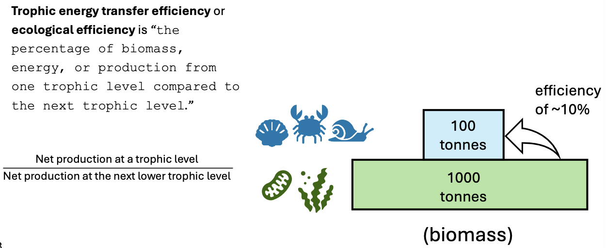 <p>is the process by which energy moves through an ecosystem from one trophic level to another, primarily through feeding relationships. often 10% of efficiency is transferred to the next level due to energy loss. </p>