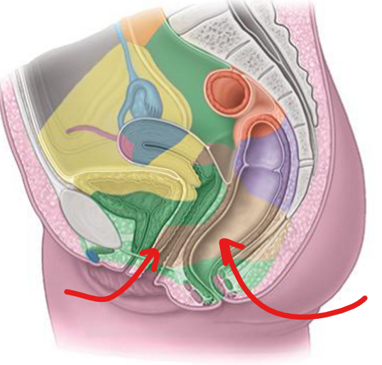 <ul><li><p><strong>lower rectum</strong>, lower vagina, pelvic wall</p></li><li><p>drains into —> common iliac —> para-aortic —> lumbar</p></li></ul><p></p>