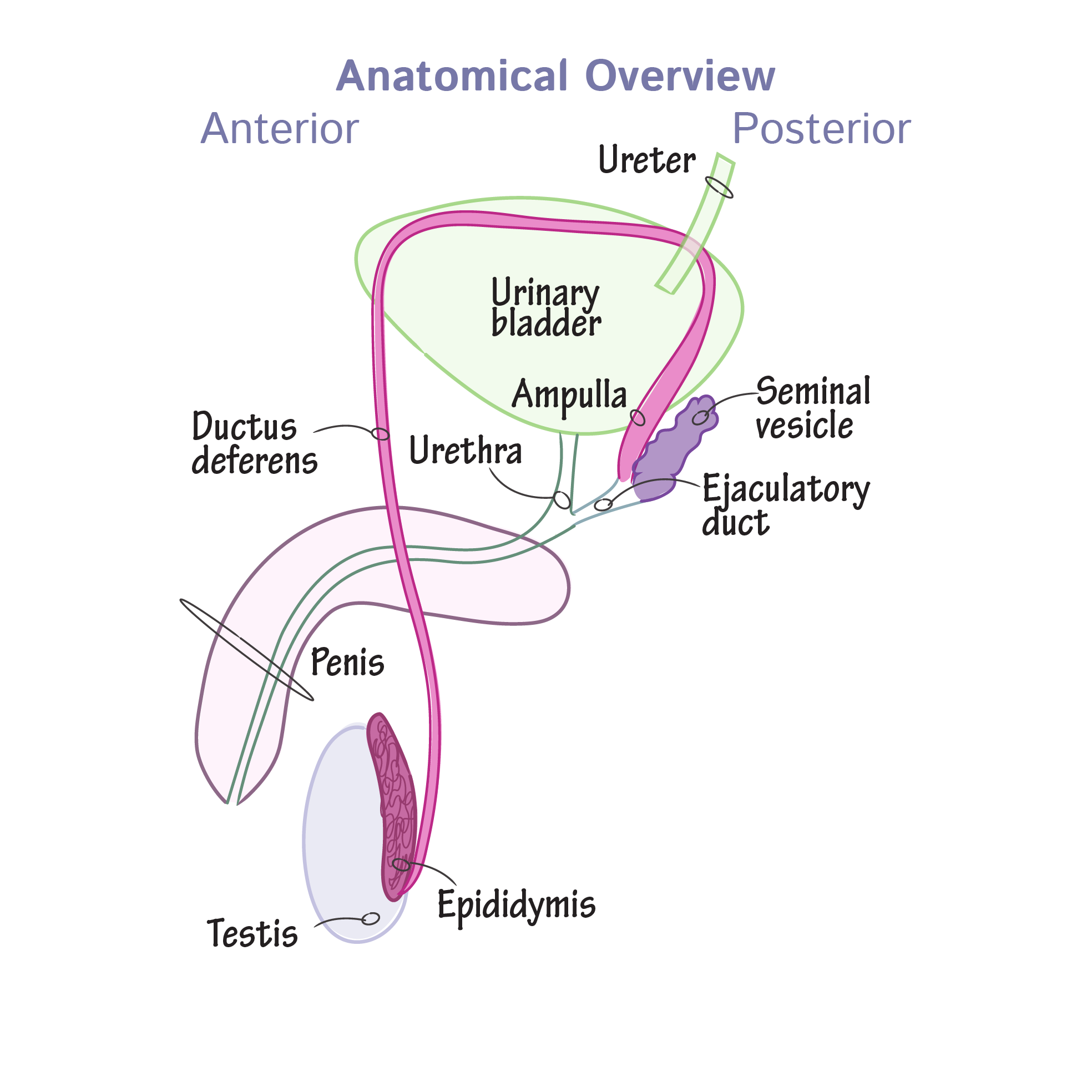 <p>Ductus Deferens</p><ul><li><p>stores sperm</p></li><li><p>moves sperm to ejaculatory duct</p></li><li><p>site of vasectomy</p></li></ul><p></p><p>Ejaculatory Duct</p><ul><li><p>transports sperm from ductus deferens into urethra</p></li></ul><p></p><p>Urethra</p><ul><li><p>transports semen out of penis</p></li></ul><p></p>