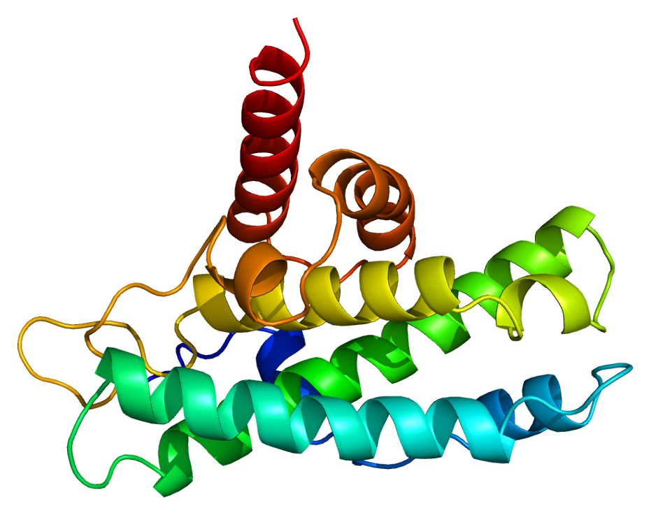 <p>A protein that is activated to prevent a cell from dividing and inactivated to allow for DNA replication. This includes the DNA replication that occurs during the S phase of interphase. This is a tumor suppresant molecule.</p><p>Picture attached outlines the structure of this protein.</p>
